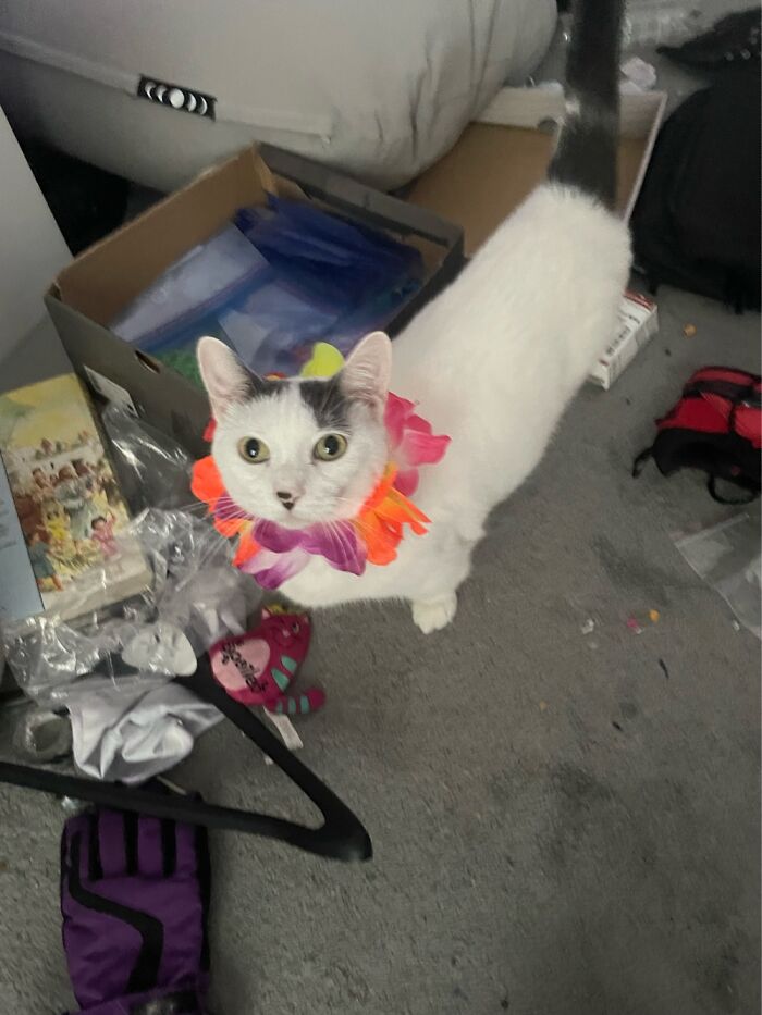 My Lil’ Kitty. Ignore The Room, I Deep Cleaned It The Next Day With My Sibling.