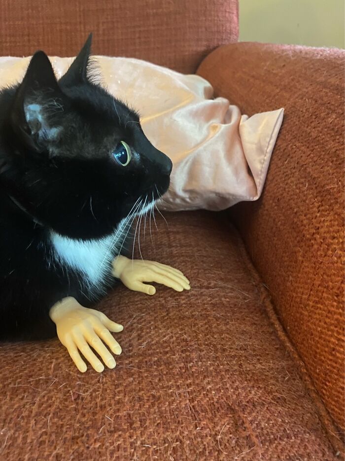 Finger Puppet Hands. No Regrets.