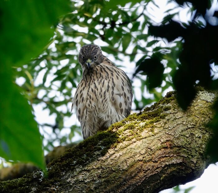 Young Goshawk Giving Me Some Serious Attitude