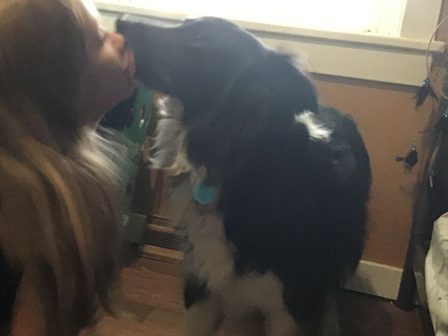 I&rsquo;m Making A Cute Album Of My Dogs