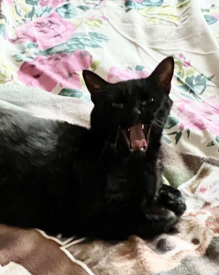 Black cat yawning on a floral and animal printed blanket, showcasing a funny wildlife photographing fail moment.
