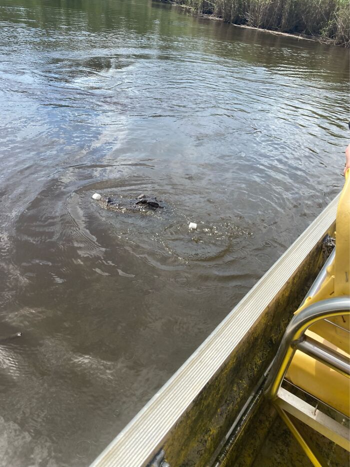 Alligator in murky water near a boat, with marshland in the background, wildlife photography fail moment.