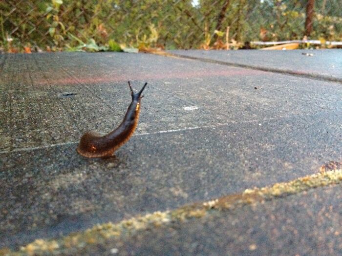 Close-up of a snail on a wet surface illustrating a funny wildlife photographing fail moment outdoors.