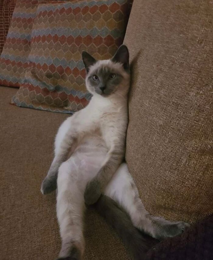 Cat sitting awkwardly on a couch, a hilarious fail at photographing wildlife captured in a funny online photo.