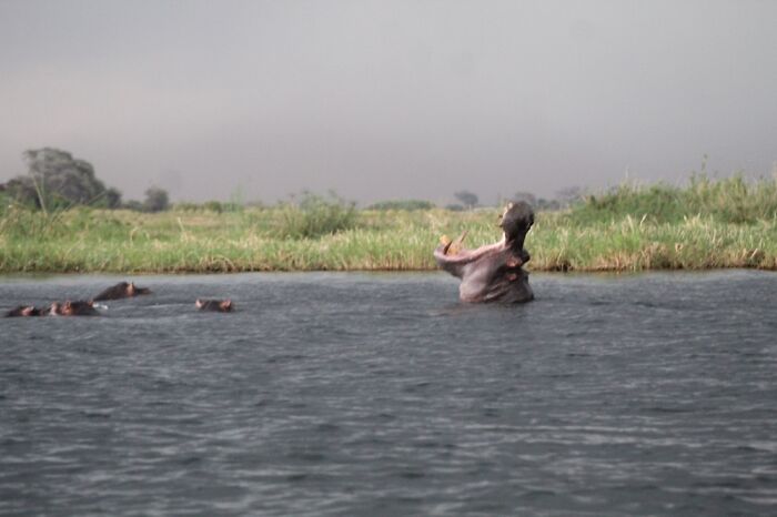 Blurry wildlife photography of hippos in a river, capturing a yawning hippo with others partially submerged in water.