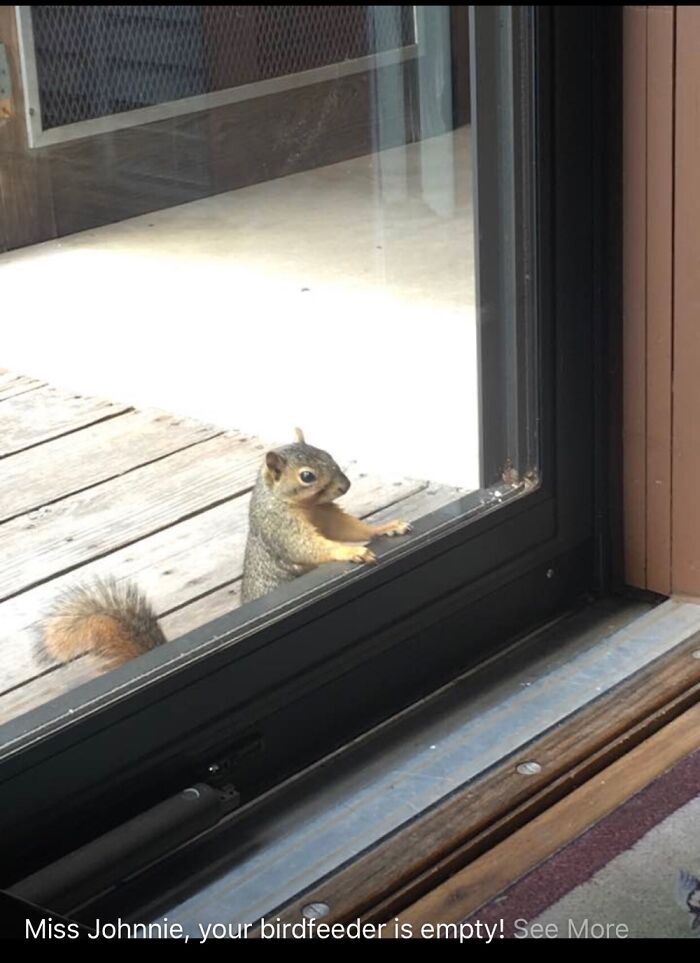 Squirrel outside a glass door attempting to get inside in a funny wildlife photography fail moment.