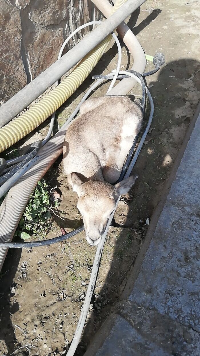 Wildlife photographing fail showing a deer blending with pipes and cables on a dirt ground outdoors.