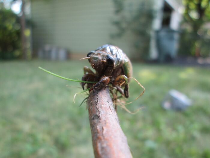 Close-up of a bug on a stick in the yard, showcasing a funny wildlife photography fail moment.