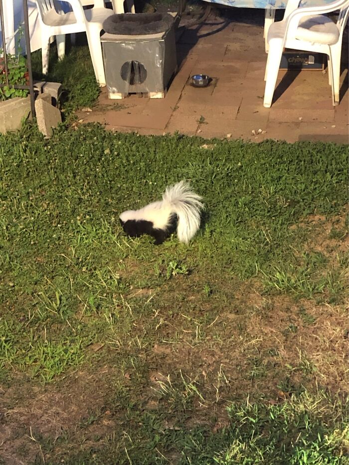 Black and white animal in grass mistaken for skunk in a funny wildlife photographing fail backyard scene.