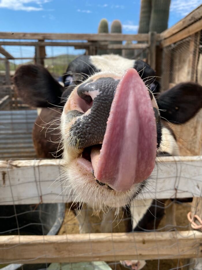 Close-up of a cow with its tongue out, captured hilariously failing at photographing wildlife in an outdoor pen.