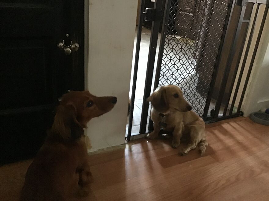 I&rsquo;m Making An Album Of My (3) Dogs 2