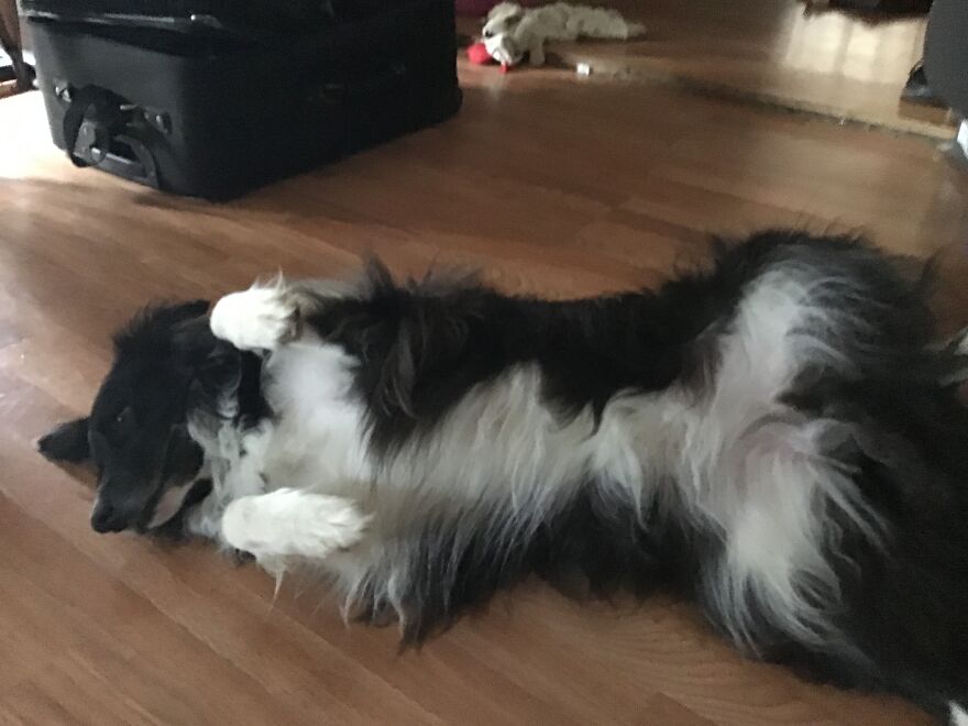 I&rsquo;m Making An Album Of My (3) Dogs 2