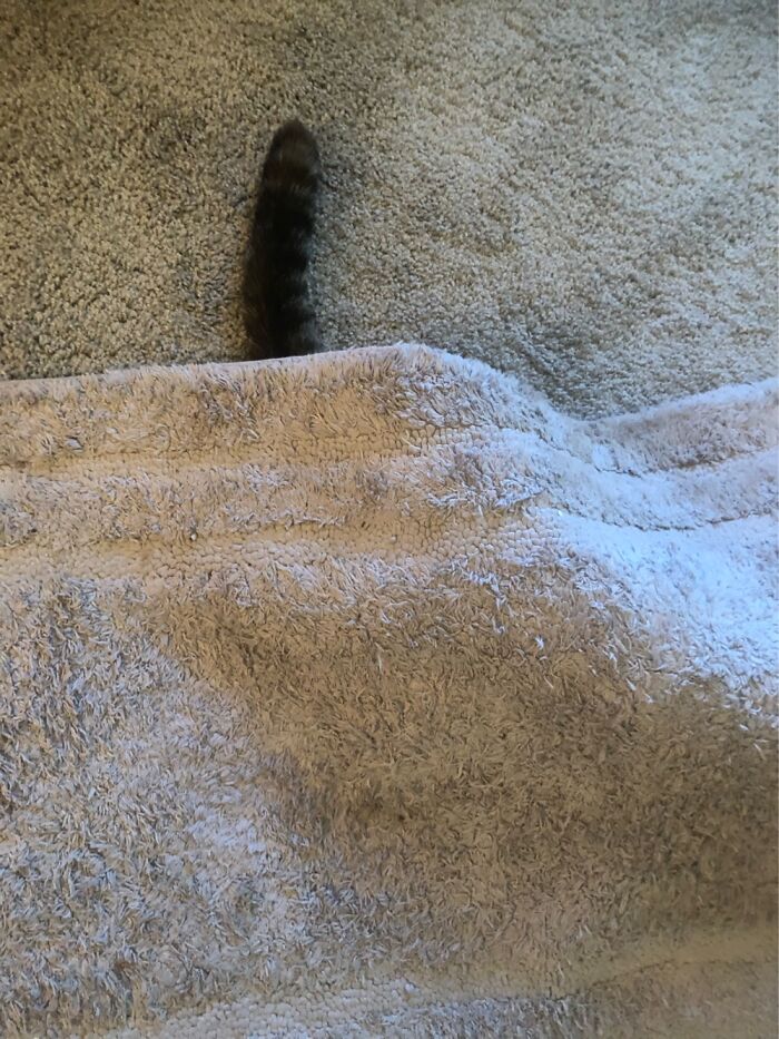 Trying To Get A Good Picture Of My Cat And Failing Hard.