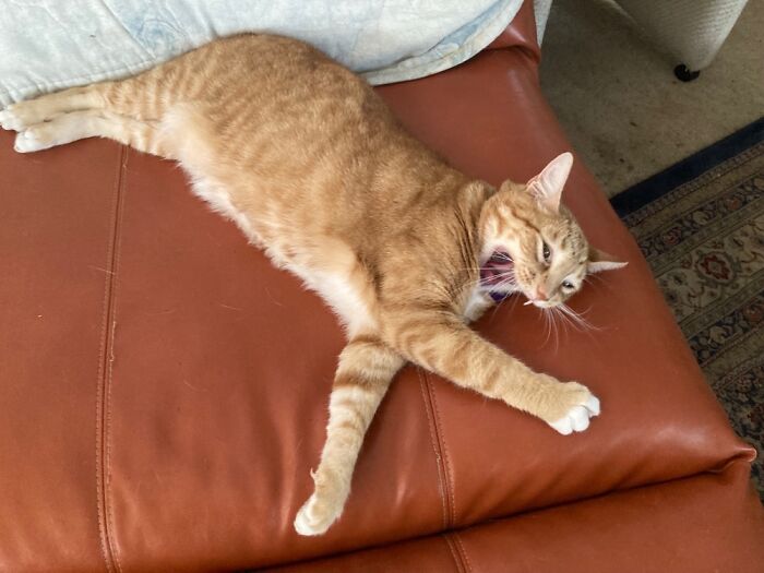 I Have No Clue What He Was Yelling About.