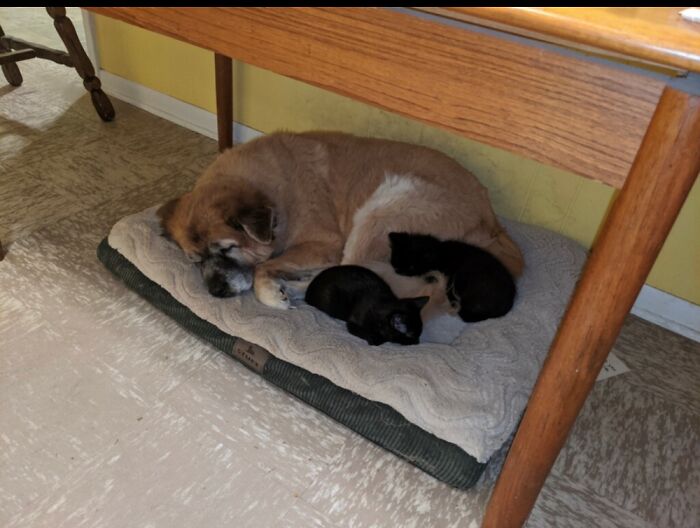 Shelby, My Vicious Dog, And Kittie And Whittey, Who Never Knew She Was Vicious.