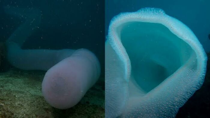 I Present To You: The 18 Metre Sea Condom