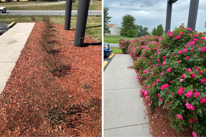 My Roses Four Years vs. Today