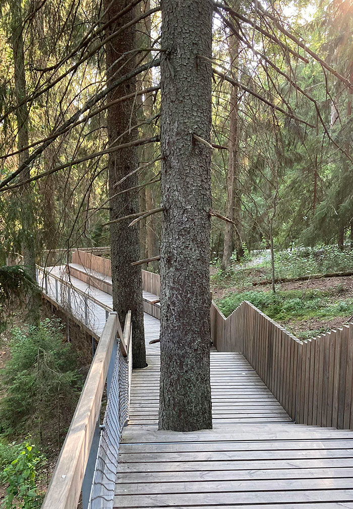 This National Park In Sweden Refused To Cut Trees In The Way Of The Bridge So They Just Left The Trees In The Way