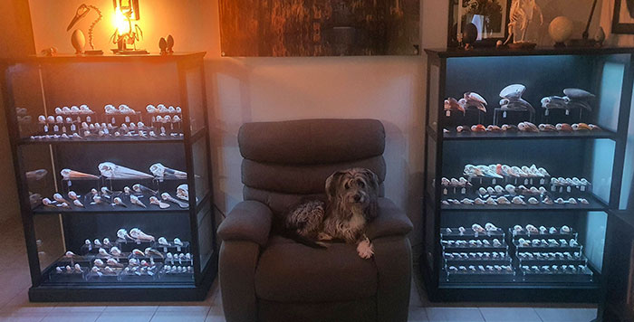 Here's My Ornithological Osteology Collection