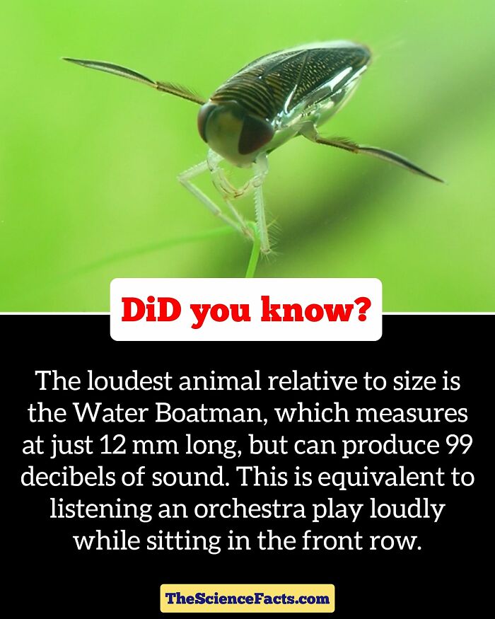Interesting-Wildlife-Facts