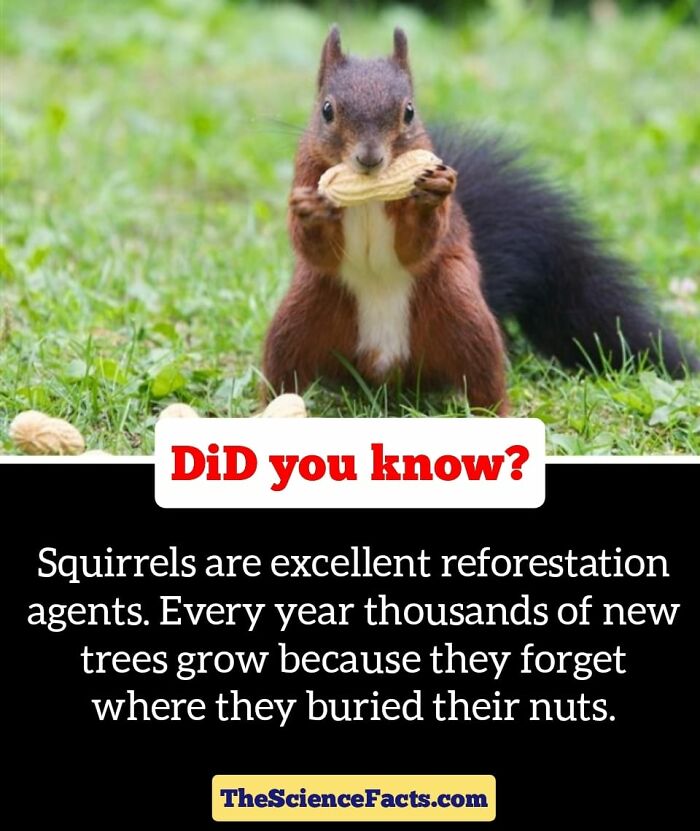 Interesting-Wildlife-Facts
