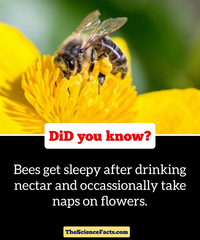 Interesting-Wildlife-Facts