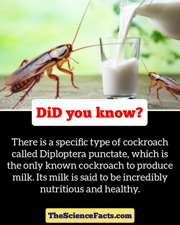 Interesting-Wildlife-Facts