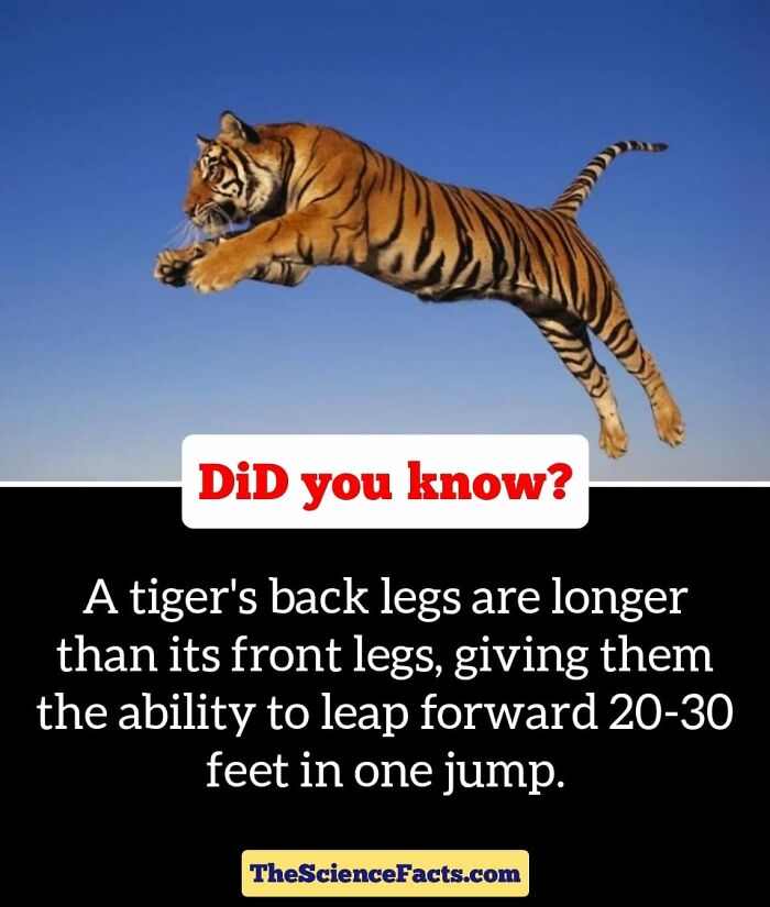 Interesting-Wildlife-Facts