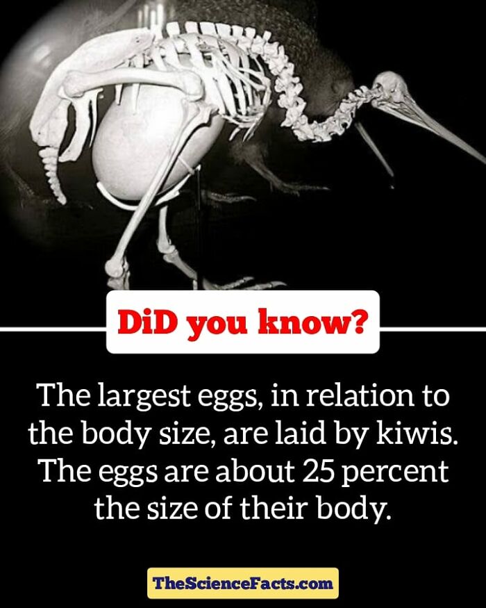 Interesting-Wildlife-Facts