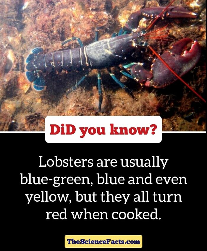 Interesting-Wildlife-Facts