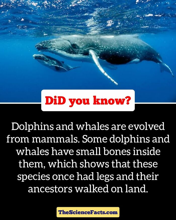 Interesting-Wildlife-Facts