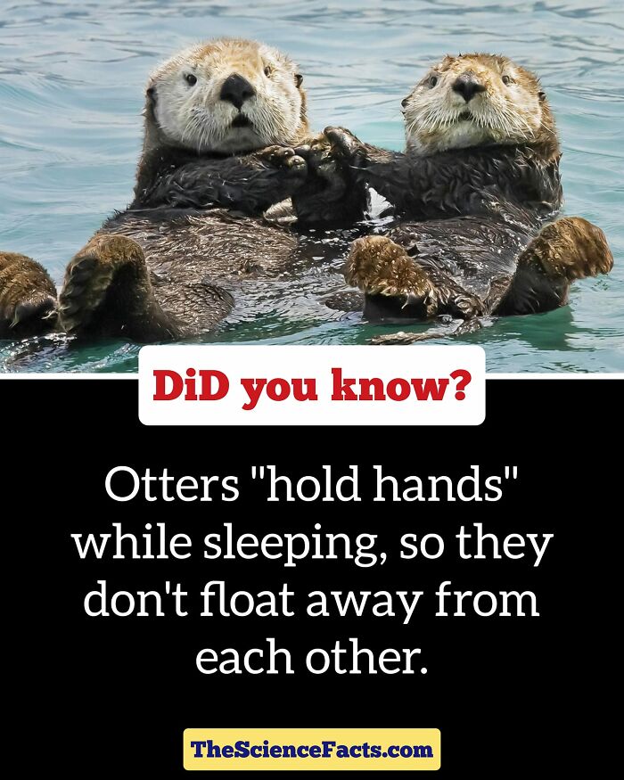 Interesting-Wildlife-Facts