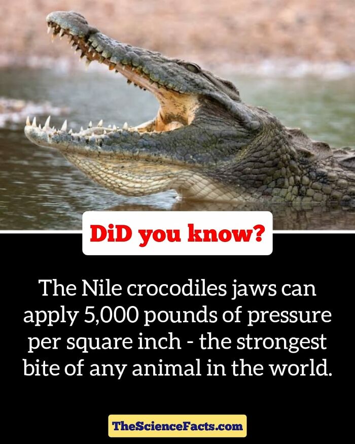 Interesting-Wildlife-Facts