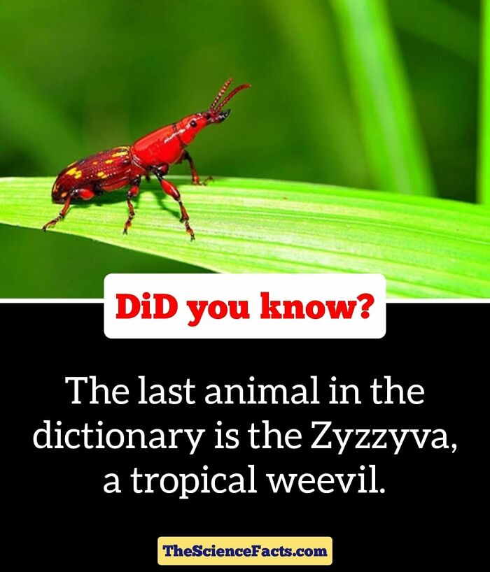 Interesting-Wildlife-Facts