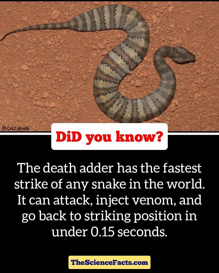 Interesting-Wildlife-Facts