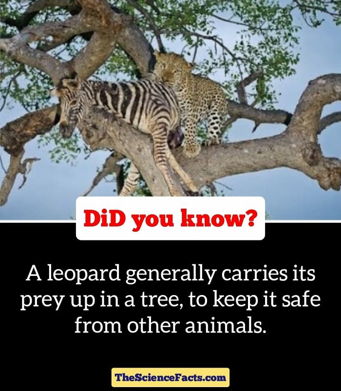 Interesting-Wildlife-Facts