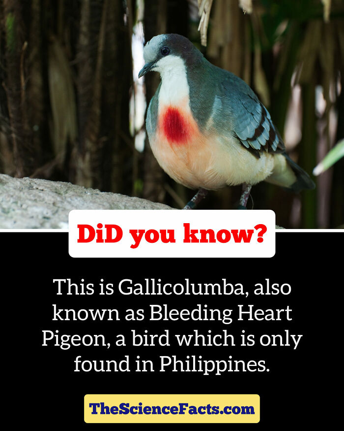 Interesting-Wildlife-Facts