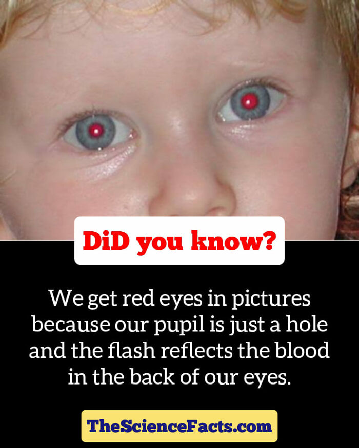 Interesting-Wildlife-Facts