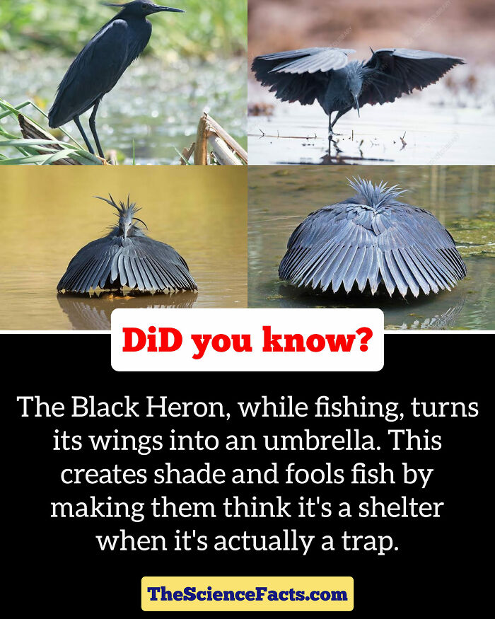Interesting-Wildlife-Facts