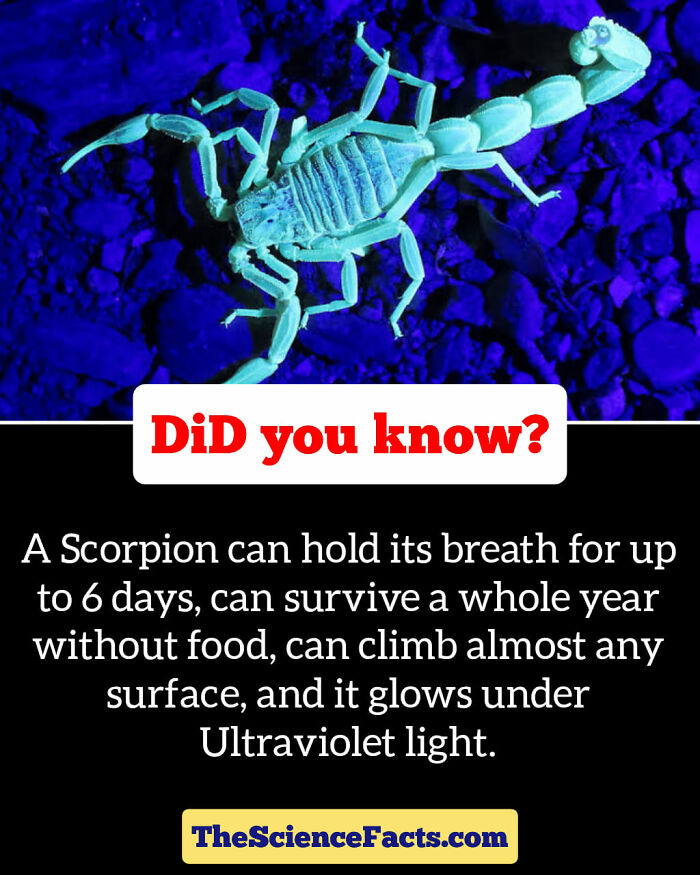 Interesting-Wildlife-Facts