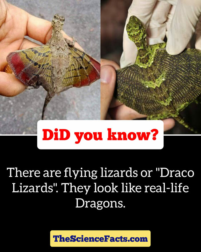 Interesting-Wildlife-Facts