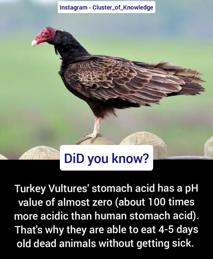 Interesting-Wildlife-Facts