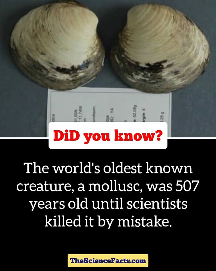 Interesting-Wildlife-Facts