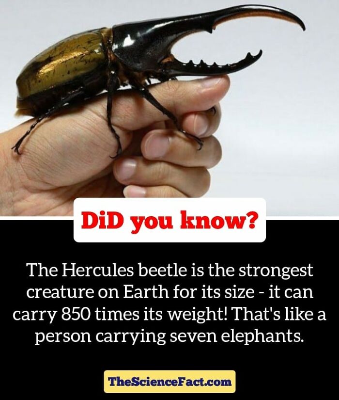 Interesting-Wildlife-Facts