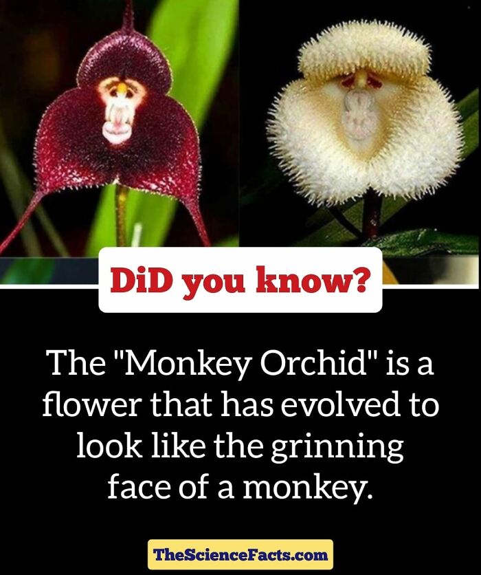 Interesting-Wildlife-Facts