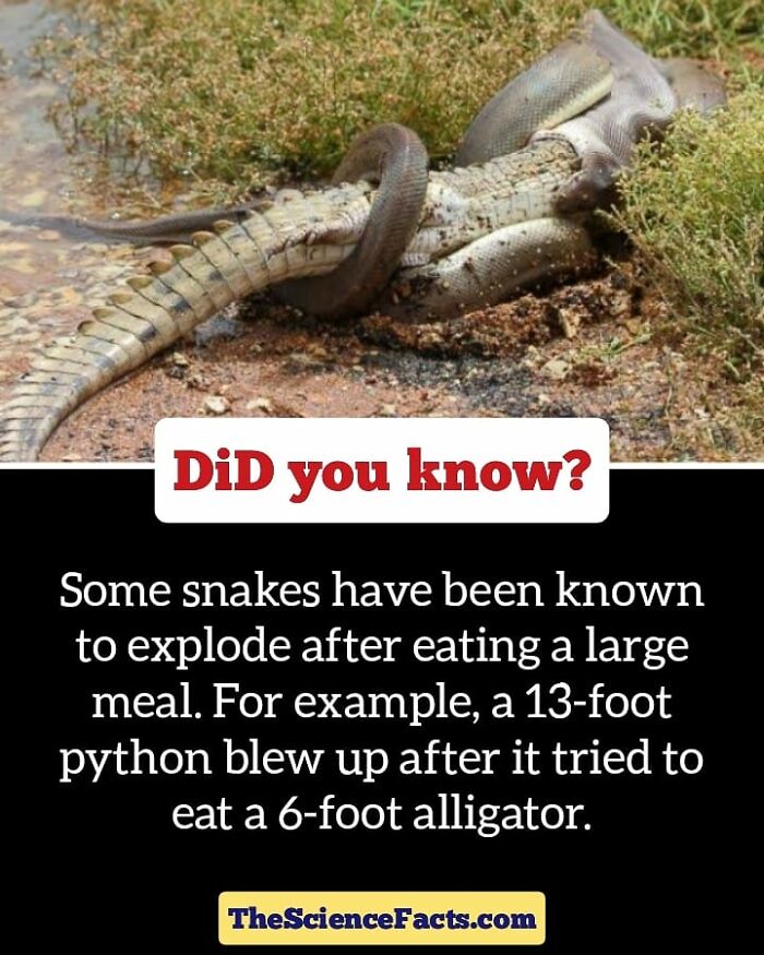 Interesting-Wildlife-Facts