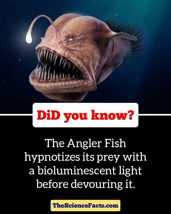 Interesting-Wildlife-Facts