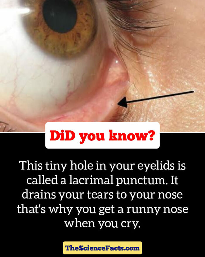 Interesting-Wildlife-Facts