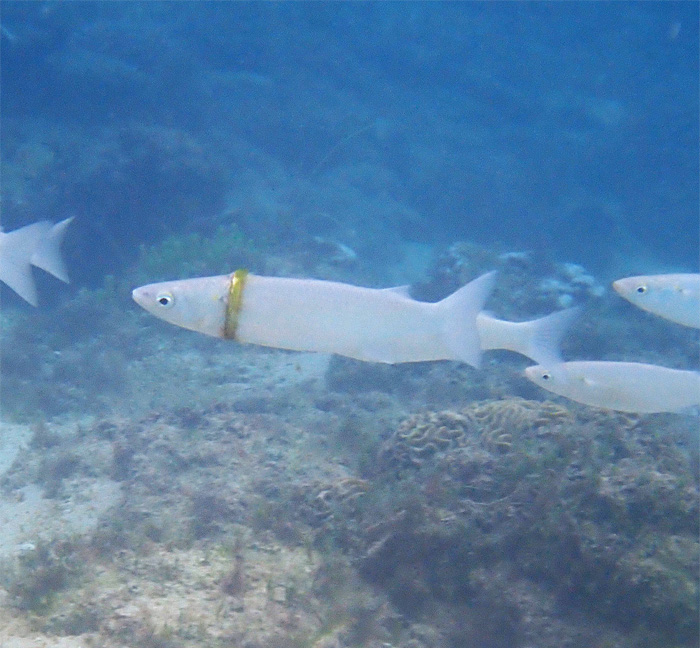 Snorkeller Finds Lost Wedding Ring Wrapped Around A Mullet Fish Off Of Norfolk Island