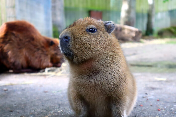 Cap-Ily Ever After: Zoo&rsquo;s &lsquo;Romantic&rsquo; Efforts Bring Arrival Of First Capybara Baby In Over A Decade (5 Pics)